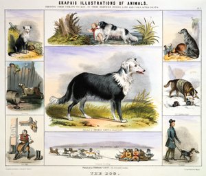 Pes, c1850