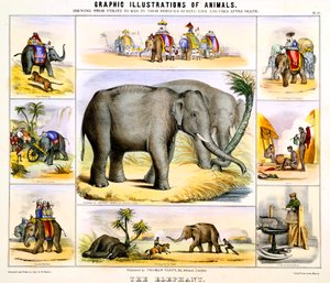 The Elephant, c1850 od Benjamin Waterhouse Hawkins
