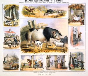 Prase, c1850