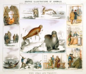 Tuleň a mrož, c1850