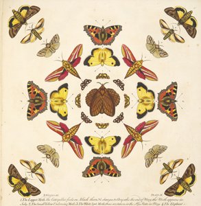 Detail z desky IX, z Vzácného zobrazení motýlů a můr, hospoda. 1764 (ručně kolorovaná rytina) od Benjamin Wilkes