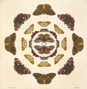 Detail z desky VII, z Vzácného zobrazení motýlů a můr, hospoda. 1764 (ručně kolorovaná rytina)
