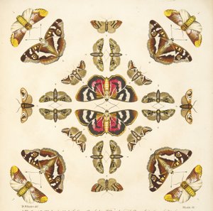 Detail z tabulky VI z knihy Vzácné vyobrazení motýlů a můr, pub. 1764 (ručně kolorovaná rytina). od Benjamin Wilkes