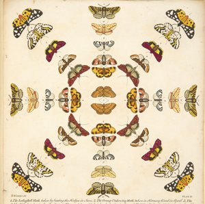 Detail z desky XI, z Vzácného zobrazení motýlů a můr, hospoda. 1764 (ručně kolorovaná rytina)