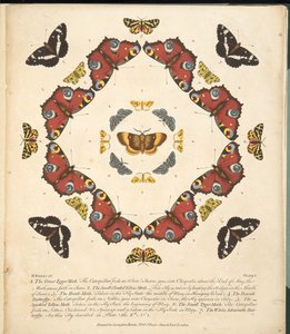 Talíř 1, z Vzácného zobrazení motýlů a můr, hospoda. 1764 (ručně kolorovaná rytina)