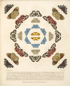 Talíř III, od Vzácné vyobrazení motýlů a můr, nakl. 1764 (ručně kolorovaná rytina)