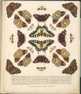 Talíř II, od Vzácné vyobrazení motýlů a můr, nakl. 1764 (ručně kolorovaná rytina)