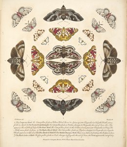 Tabulka IV z knihy Vzácné vyobrazení motýlů a můr, vyd. 1764 (ručně kolorovaná rytina).