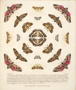 Talíř VIII, z Vzácného zobrazení motýlů a můr, nakl. 1764 (ručně kolorovaná rytina)