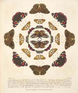Talíř VII, z Vzácného zobrazení motýlů a můr, nakl. 1764 (ručně kolorovaná rytina) od Benjamin Wilkes