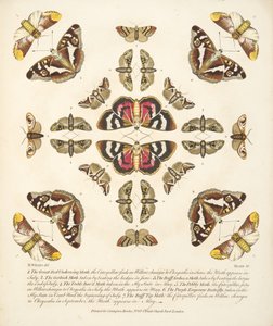 Talíř VI, z Vzácného zobrazení motýlů a můr, nakl. 1764 (ručně kolorovaná rytina) od Benjamin Wilkes