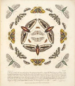 Talíř V, z Vzácného zobrazení motýlů a můr, pub. 1764 (ručně kolorovaná rytina)
