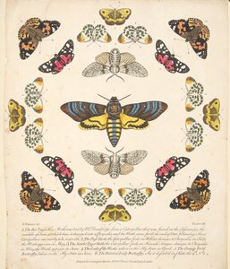 Talíř XII, od Vzácné vyobrazení motýlů a můr, nakl. 1764 (ručně kolorovaná rytina) od Benjamin Wilkes