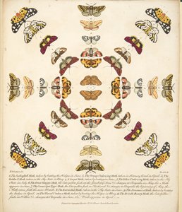 Talíř XI, z Vzácného zobrazení motýlů a můr, hospoda. 1764 (ručně kolorovaná rytina) od Benjamin Wilkes