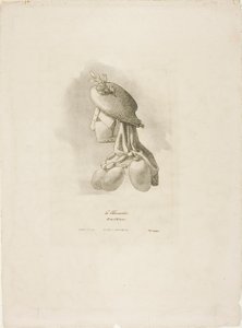 Řezník-žena, z Arts et Métiers