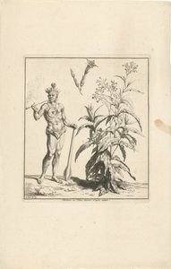 Rostlina tabáku a původní obyvatel Ameriky Nicotiana ou Tabac dessine d