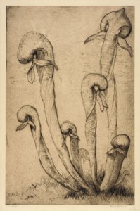 Darlingtonia od Bertha E. Jaques