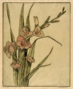 Gladiola od Bertha E. Jaques