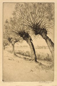 Pollard Willows, Rijsord, Nizozemsko