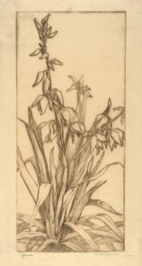 Yucca od Bertha E. Jaques