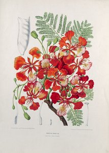 Poinciana Regia, ilustrace z Vybraných květin, plodů a listů flóry a Pomony ostrova Jáva, ryl G. Severeyns, 1885 (barevný chromolitograf)