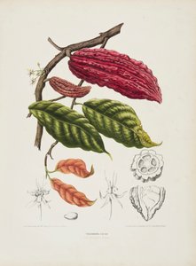 Theobroma, kakaovník, c1840-1890. od Berthe Hoola van Nooten