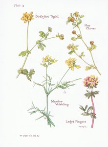 Ptačí trojlístek, Ladys Fingers, Jetel chmelový, Vetchling luční, 1951 od Bessie D. Inglis