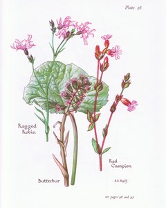 Butterbur, Ragged Robin, Red Campion, 1951 od Bessie D. Inglis