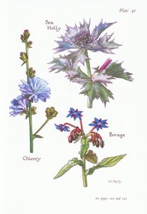 Čekanka nebo Succory, Sea Holly, Brutnák lékařský, 1951