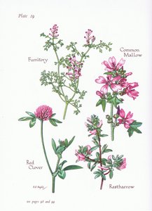 Sléz obecný, vstavač obecný, fumitory, jetel červený, 1951 od Bessie D. Inglis