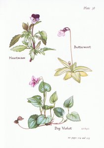 Heartsease, Pes Violet, Butterwort, 1951 od Bessie D. Inglis