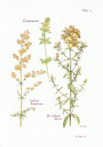 Ladies Bedstraw, Crosswort, St Johns Wort, 1951