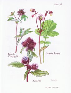 Mochna bahenní, Lopuch, Water Avens, 1951