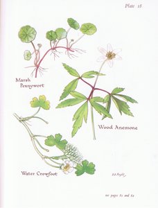 Pennywort bahenní, Sasanka, Water Crowfoot, 1951