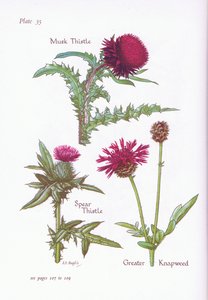 Pižmový bodlák, bodlák kopinatý, křídlatka větší, 1951