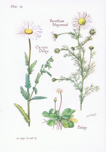 Mayweed bez vůně, Daisy, Ox-Eye Daisy, 1951