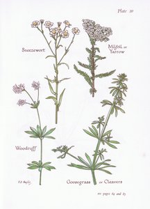 Kýchavka, Milfoil nebo řebříček, Woodruff, Husí tráva nebo sekáčky, 1951
