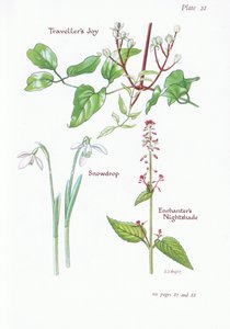 Travelers Joy, Enchanters Nightshade, Snowdrop, 1951