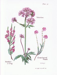 Valerian, Heather or Ling, Cross Leaved Heath, 1951 od Bessie D. Inglis