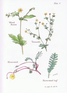 Wood Avens, Tormentil, Silverweed, 1951 od Bessie D. Inglis
