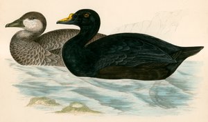 Scoter obecný od Beverley R. Morris