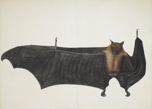 Velký indický kaloň, ca. 1777-82. od Bhawani Das