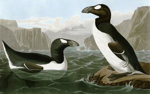 Velký Auk od Bird Artist of America. John James Audubon