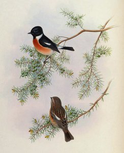 Saxicola maurus indicus, na Juniperus formosana. Od The Birds of Asia (John Gould), svazek 4 od BirdsAsiaJohnGoIVGoul_0144.jpg