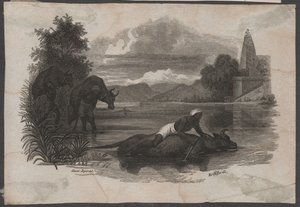 Farmáři nesou mrtvý dobytek, asi 1850 (rytina) od Blasius Höfel