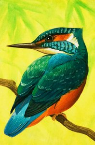 Kingfisher.