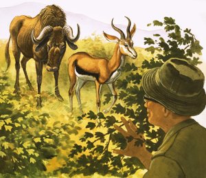 Muž, který se dívá skrz křoví na antilopu a jezevce