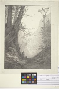 Velké cedry (inkoust na papíře, litografie) od Bolton Coit Brown