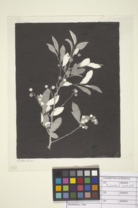 Huckleberry (inkoust na papíře)