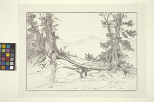 Sierra Pines (inkoust na papíře) od Bolton Coit Brown